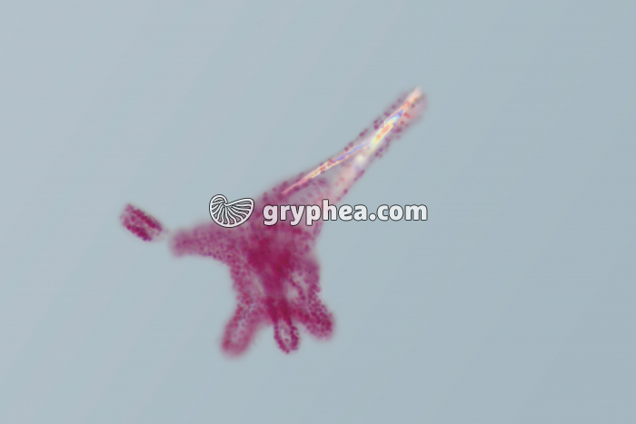 Oursin - embryologie - larve Plutéus x100 - gryphea.com